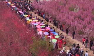 四月十四日是什么节日