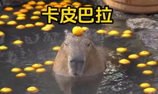 卡皮巴拉是个什么动物