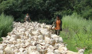 养羊50只一年赚多少钱 养羊50只一年赚多少钱