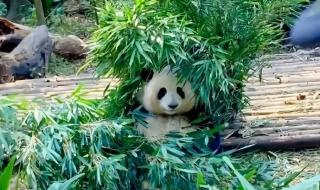 普通熊猫花花如何成为顶流 普通熊猫花花如何成为顶流