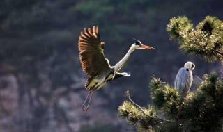 花开红树乱莺啼下一句