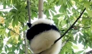 普通熊猫花花如何成为顶流 普通熊猫花花如何成为顶流