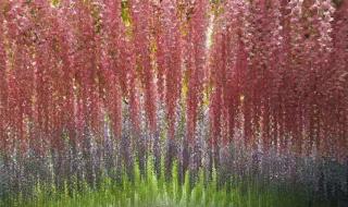 成都紫藤花墙如瀑布倾泻