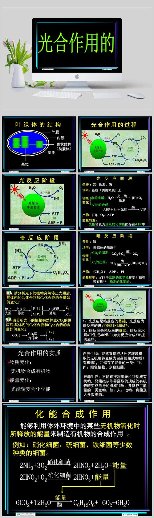 光合作用原理(光合作用原理的应用)