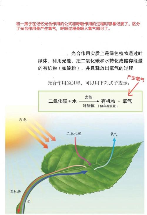 光合作用原理(光合作用原理的应用)