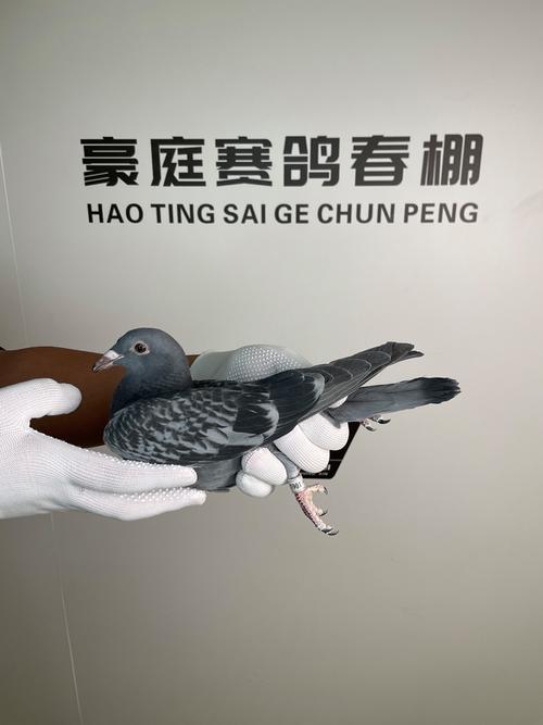 东川豪庭赛鸽公棚春棚具体在什么位置 豪庭公棚赛鸽中心春棚