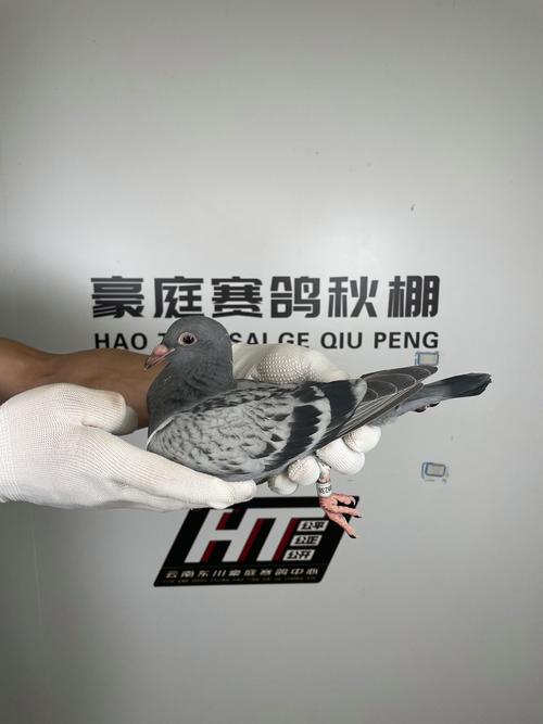 东川豪庭赛鸽公棚春棚具体在什么位置 豪庭公棚赛鸽中心春棚