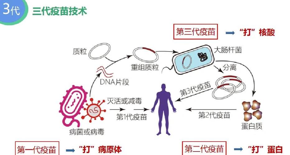 疫苗作用机制(疫苗的作用机理及当前研究进展)